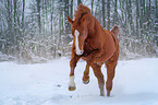 galloping warmblood