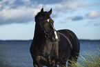 warmblood portrait