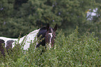 warmblood portrait