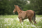 warmblood foal