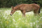 warmblood foal