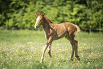 warmblood foal