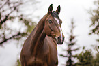 warmblood mare