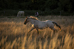 galloping warmblood