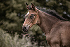 warmblood foal