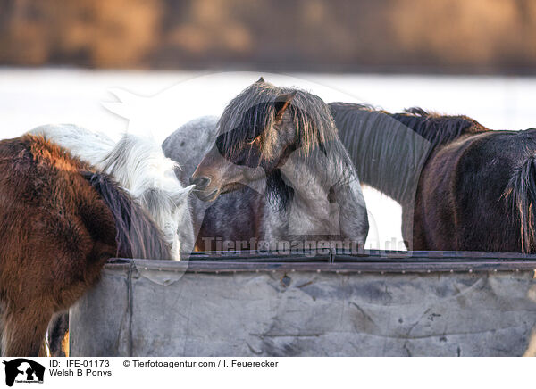 Welsh B Ponys / IFE-01173