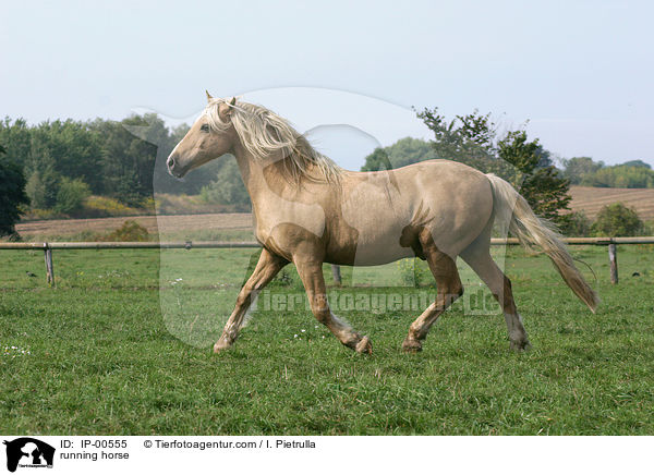 running horse / IP-00555