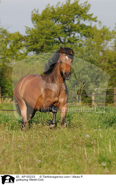 galloping Welsh-Cob / AP-05233