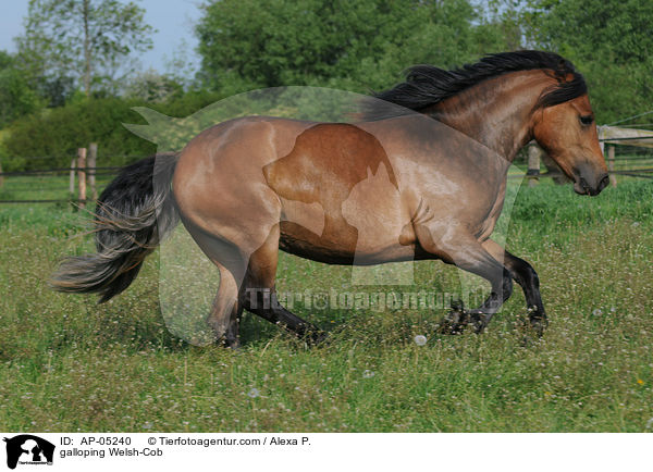 galloping Welsh-Cob / AP-05240
