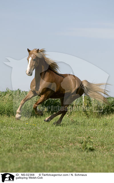 galloping Welsh-Cob / NS-02368