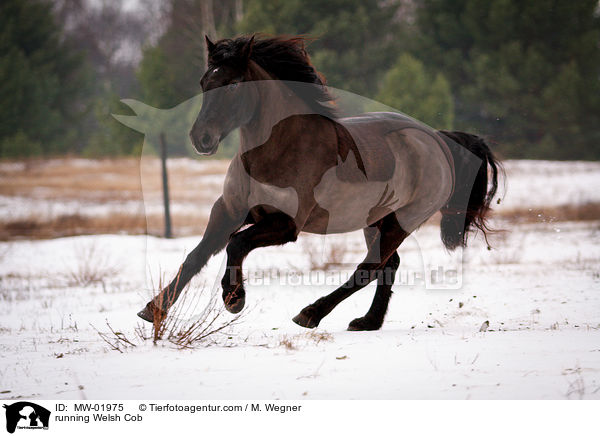 running Welsh Cob / MW-01975