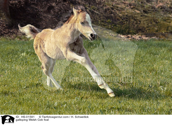 galloping Welsh Cob foal / HS-01581