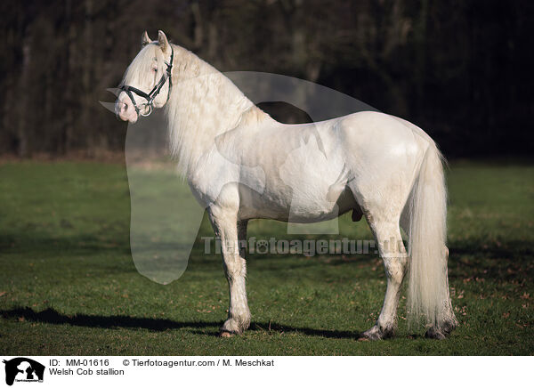 Welsh Cob stallion / MM-01616