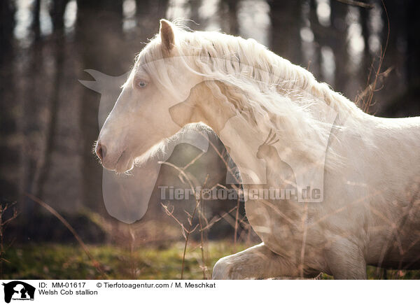 Welsh Cob stallion / MM-01617