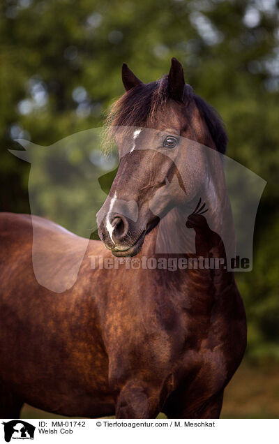 Welsh Cob / Welsh Cob / MM-01742