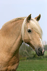 Welsh Cob Portrait