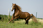 galloping Welsh-Cob