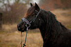 Welsh Cob Portrait