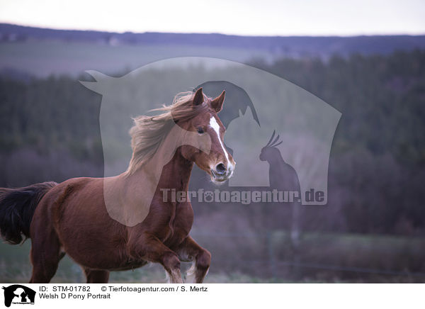 Welsh D Pony Portrait / STM-01782