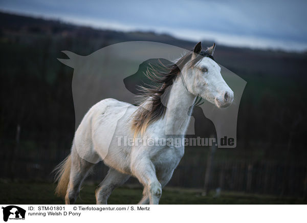 running Welsh D Pony / STM-01801