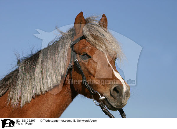 Welsh Pony / SS-02267