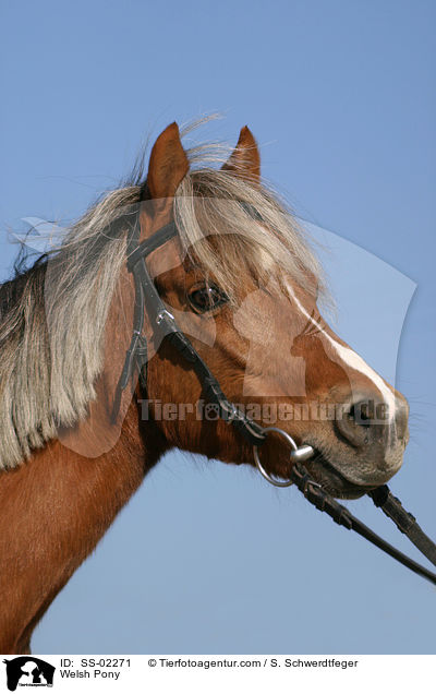 Welsh Pony / SS-02271