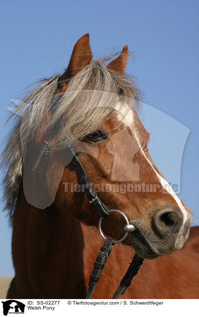 Welsh Pony / SS-02277