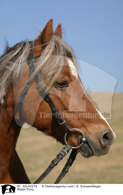Welsh Pony / SS-02279