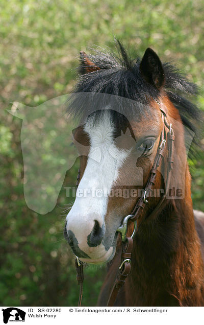 Welsh Pony / SS-02280