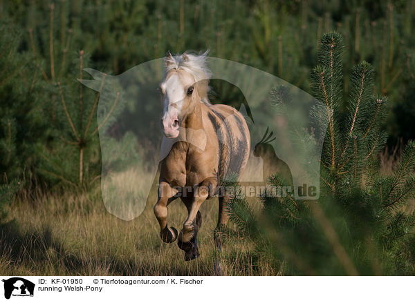 running Welsh-Pony / KF-01950