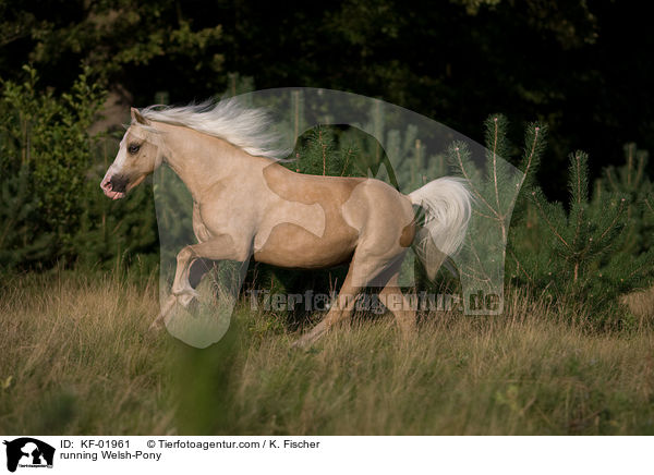 running Welsh-Pony / KF-01961