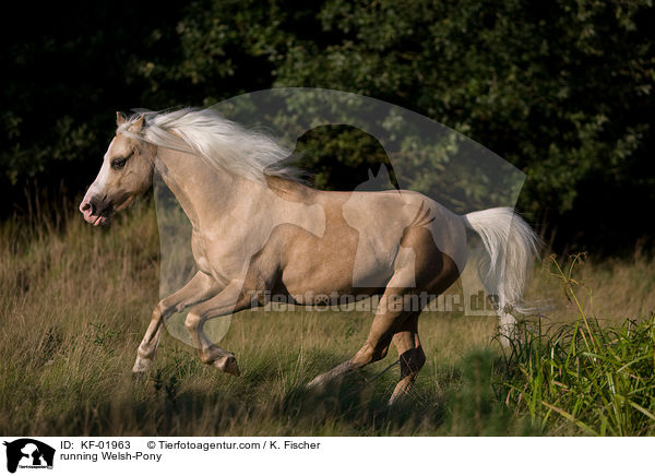 running Welsh-Pony / KF-01963