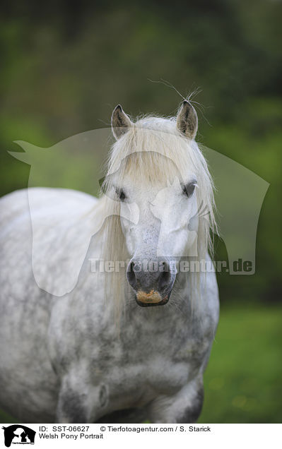 Welsh Pony Portrait / SST-06627
