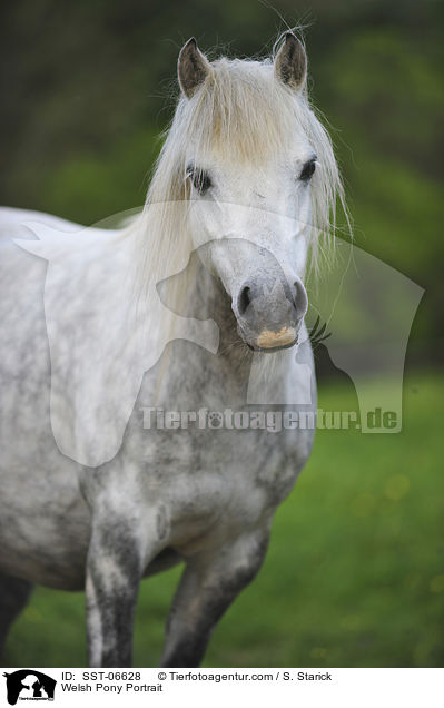 Welsh Pony Portrait / SST-06628