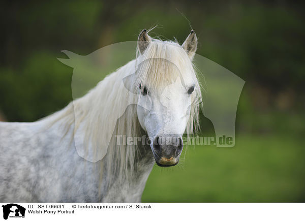 Welsh Pony Portrait / SST-06631
