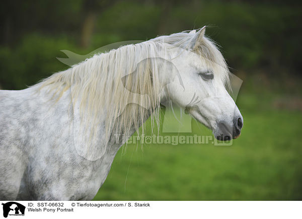 Welsh Pony Portrait / SST-06632