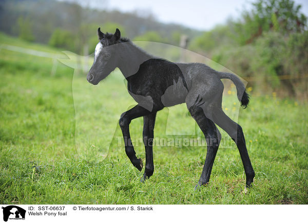 Welsh Pony foal / SST-06637