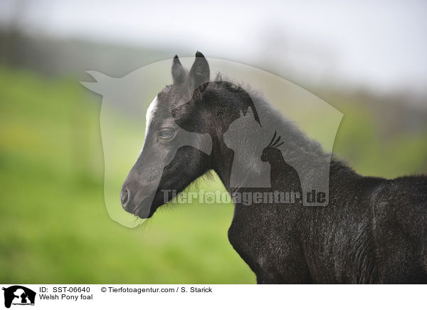Welsh Pony foal / SST-06640