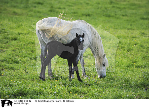 Welsh Ponys / SST-06642