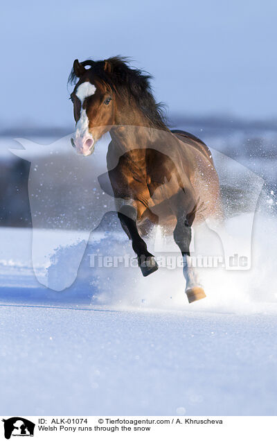 Welsh Pony rennt durch den Schnee / Welsh Pony runs through the snow / ALK-01074