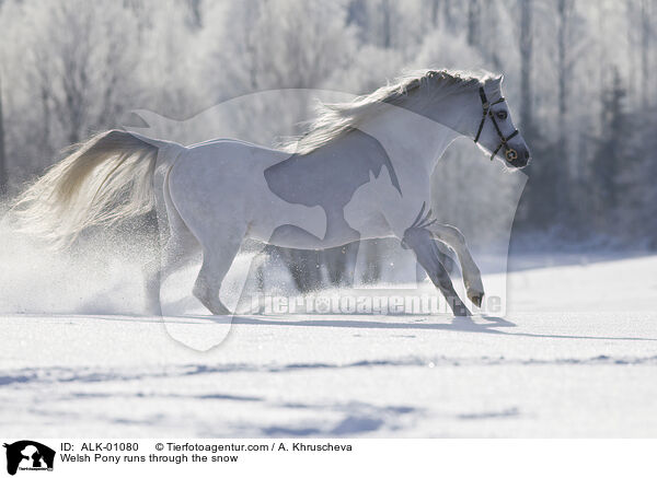 Welsh Pony rennt durch den Schnee / Welsh Pony runs through the snow / ALK-01080