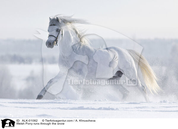 Welsh Pony rennt durch den Schnee / Welsh Pony runs through the snow / ALK-01082