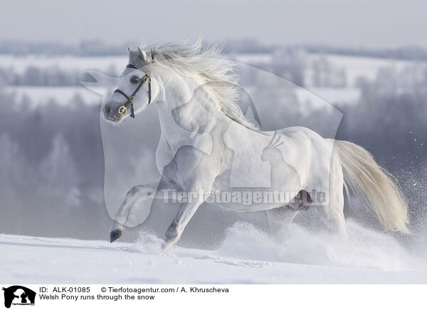 Welsh Pony rennt durch den Schnee / Welsh Pony runs through the snow / ALK-01085