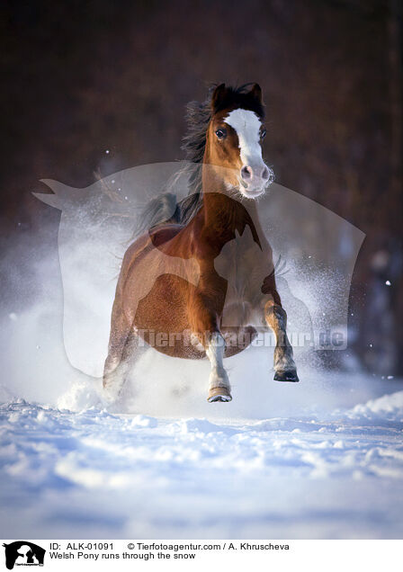 Welsh Pony rennt durch den Schnee / Welsh Pony runs through the snow / ALK-01091