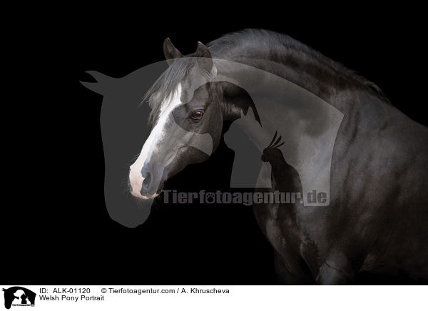 Welsh Pony Portrait / Welsh Pony Portrait / ALK-01120