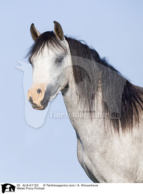 Welsh Pony Portrait / Welsh Pony Portrait / ALK-01152