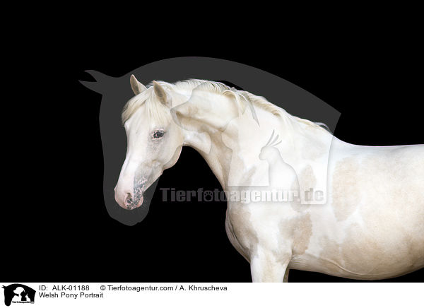 Welsh Pony Portrait / Welsh Pony Portrait / ALK-01188