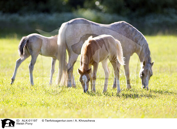 Welsh Pony / Welsh Pony / ALK-01197