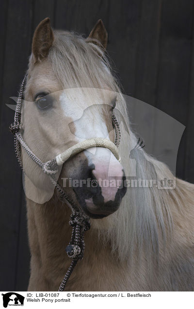 Welsh Pony portrait / LIB-01087