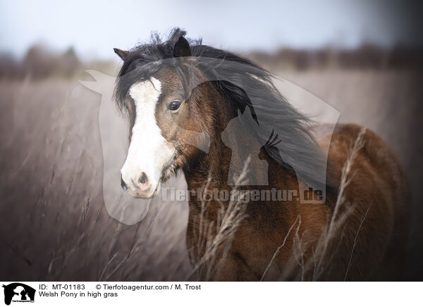 Welsh Pony in high gras / MT-01183